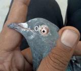 Patha for argent sale