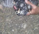 Plymouth Rock breed