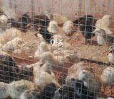 Golden misri chicks available