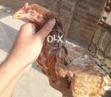 بیور اصیل مرغی انڈے دینے والی بڑی نسل کی