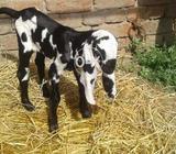 1bakri 3bachy age 1month 2bakri age 9 months