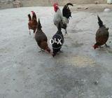 4 hens for sale