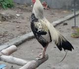 Aseel java