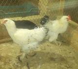 Bentum pair