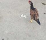 Breeder Bengum Hen