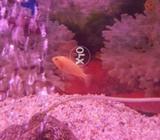 Cichlid Fish (Yellow cichlid)
