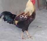Dasi murga