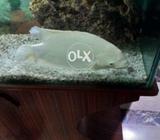 Fish Equarium with groumey fish