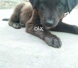 Gaadi. Dog. Baby