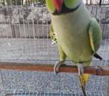 Green ringneck for sale