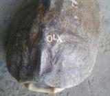 Khacwa pani wala