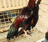 Lakha beautiful colour white nalli long tail