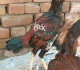 Lakha for sale in