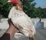 Lakhi peel madi for sel