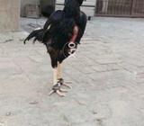 Mushka lakha.murga