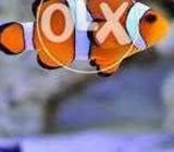 Nemo Clownfish Fish