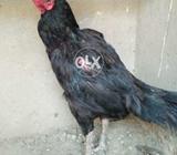 Old age moshki madi for sale ando ki garnty