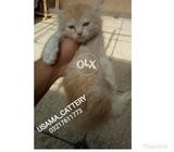 Pure persian kittens available