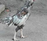 Saleta murga for sale