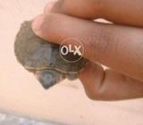 Thi turtle