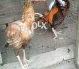 Wetnami pakistani croos madi andon ki garnti h red aiz no caht wtsap