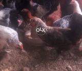 Without feed hen 8 month plus