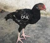 Asel bacha for sele jis Bhai na lana hai rabita kara