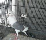 BlueBarLussSheildCroper