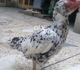 Cheene madi full breedair
