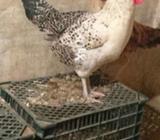 Egyption Fayoumi
