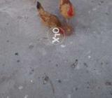 Haldy hens