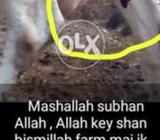 Muhammad kei nam wali gaein