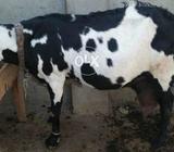 My goat lalpure