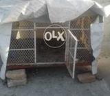 Pinjara for sale