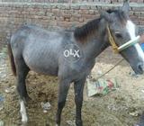 Horse .bacha h 6 month ka