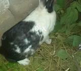 Rabbit for Sale